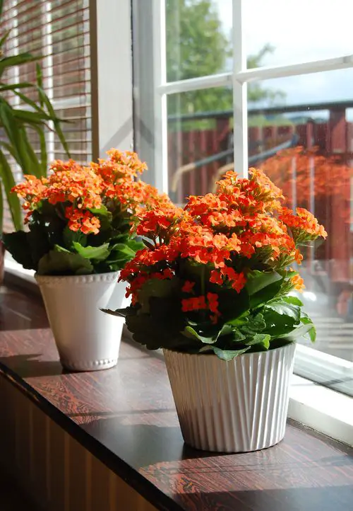 top South Window Facing Flowers