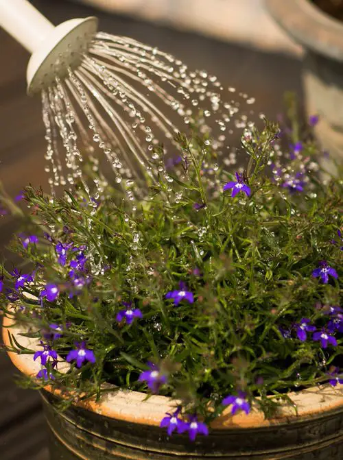 Best Tips for Gardening in Extreme Heat
