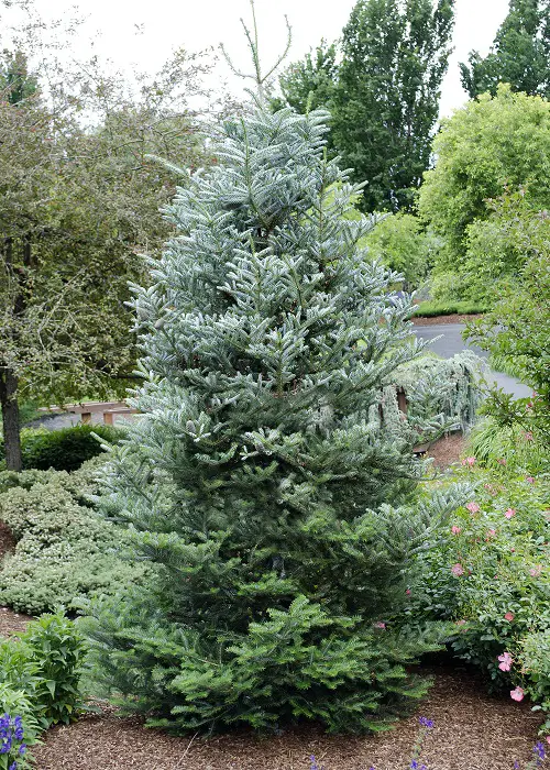 Narrow Trees for Small Spaces & Container Gardens