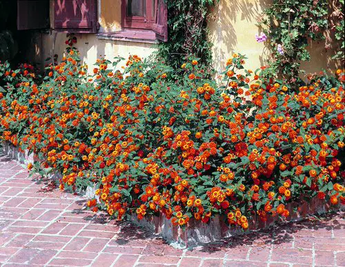 top Best Plants for Hedging