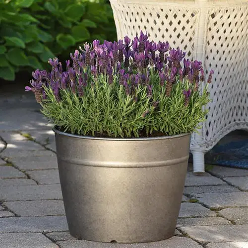 Best Types of Lavender 2
