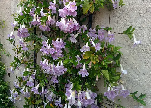 The Purple-Flowered Best Vines