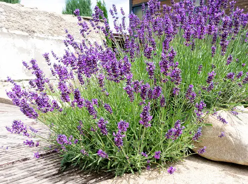 Decade-long Blooming Perennial Flowers