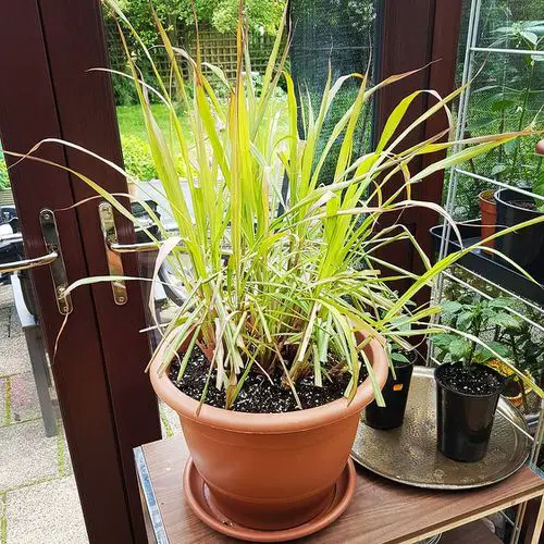 Lemongrass Plant Care