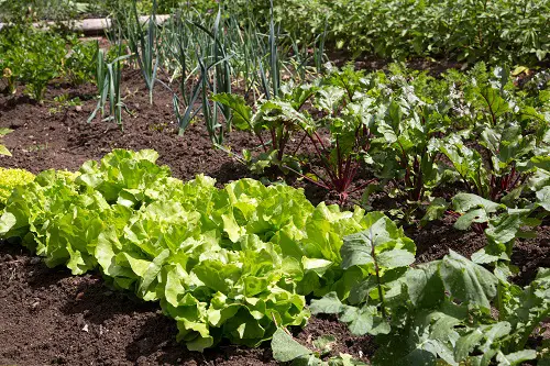 Beets Companion Plants
