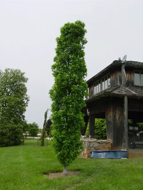 Narrow Trees for Containers in small garden