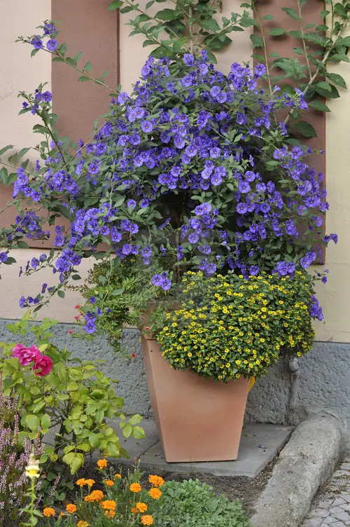 How to Grow Solanum Rantonnetii
