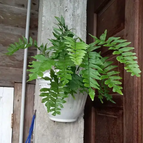 The Best Indoor Plants for Basket Hangings
