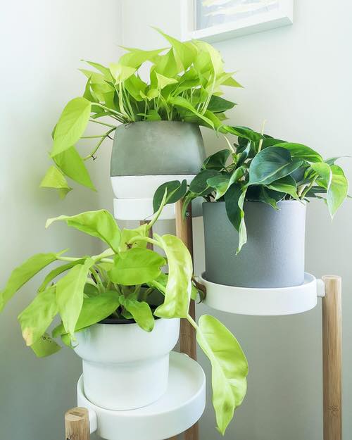 Maintain Correct Temperature Turn Leggy Pothos Plant Bushier 3