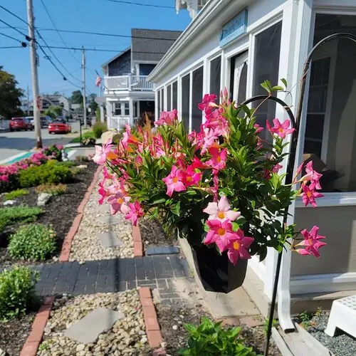 Requirements for Growing Mandevilla in Pots
