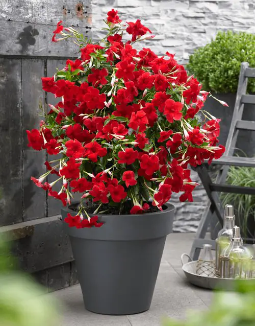 Mandevilla Care