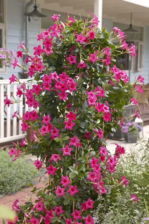 amazing Purple-Flowered Vines