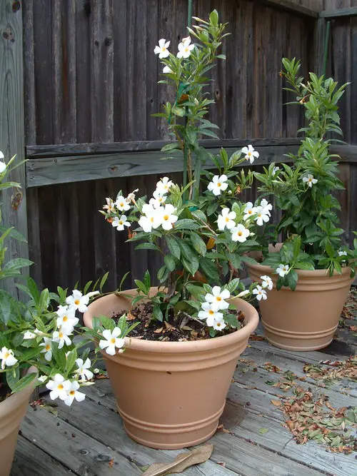 Varieties of Mandevilla in Pot