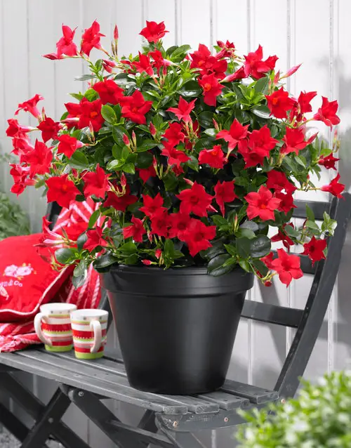 Mandevilla Varieties to Grow in Pots