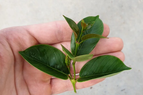 Propagating Mandevilla