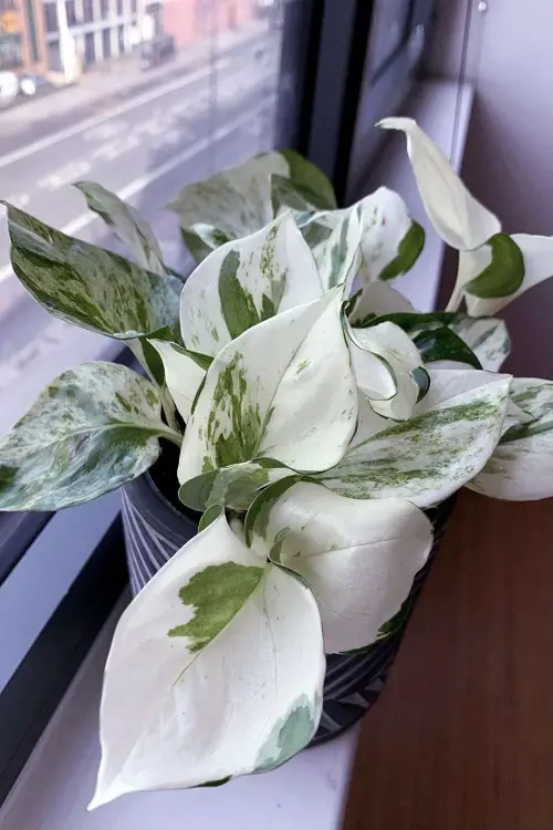 Snow Queen Pothos 