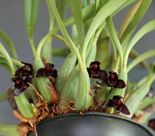 best Unique Black Orchid Blossoms