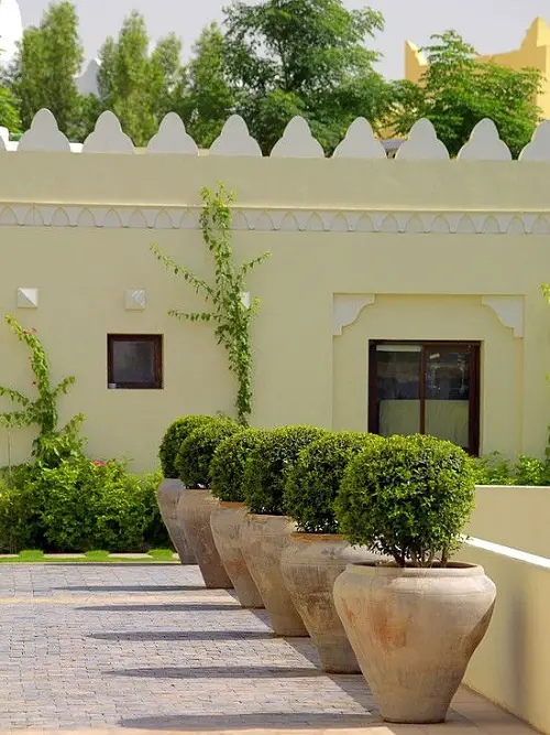 Best Mediterranean Garden Line Potted Topiaries for a Clean Look