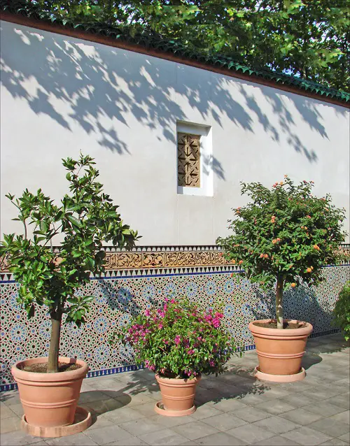 A Potted Mediterranean Garden
