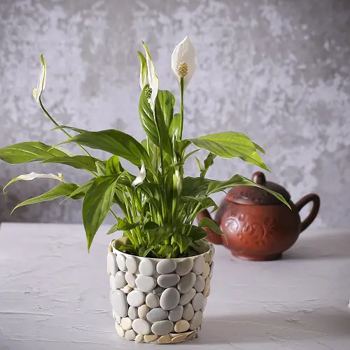Peace Lily Drooping