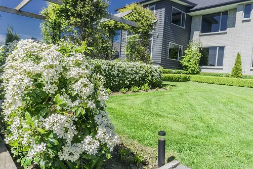 48 Best Plants for Hedging | Beautiful Hedge Plants 1