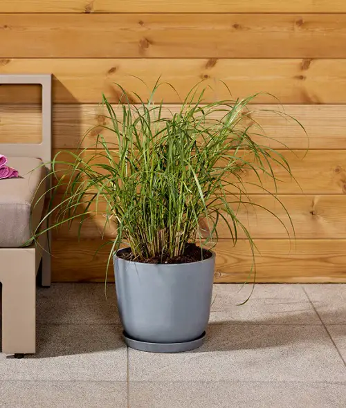 Gorgeous Houseplants from Japan