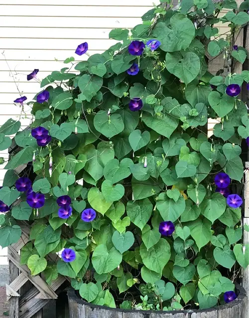 Vines with Purple Flowers