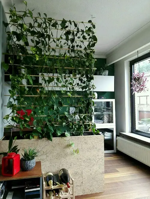 Trailing Plants Wall Divider!
