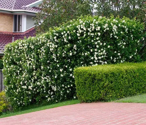 Orange Jessamine Flower Hedge Plants