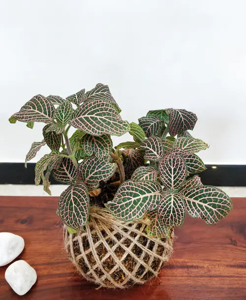 best Indoor Plants That Can Be Grown Above a Fridge