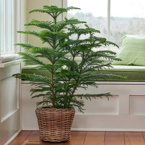 Best Small Gardens & Container Trees