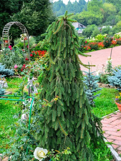 Narrow Trees for Small Gardens & Container Gardens
