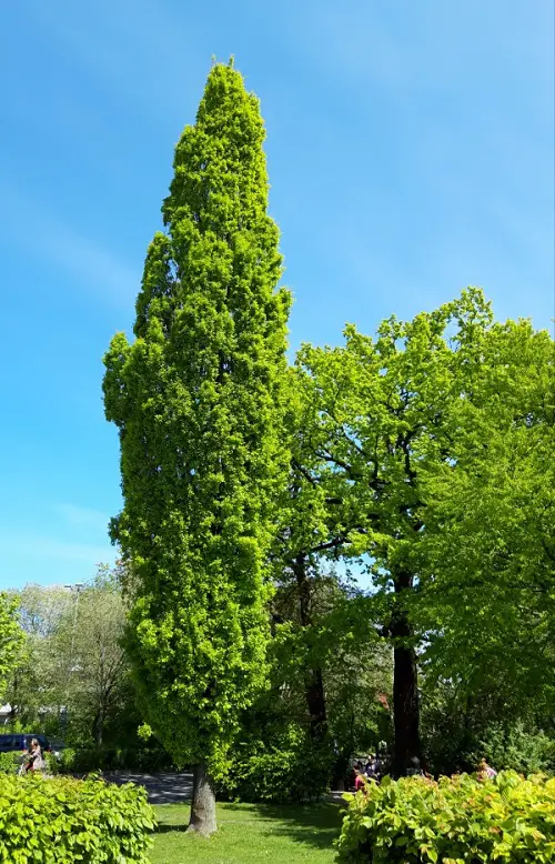 Top Narrow Trees for Small Spaces & Container Gardens