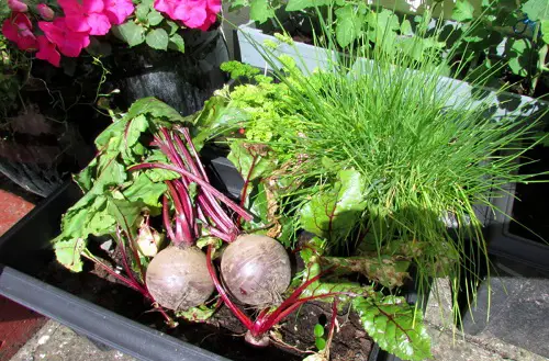 Beets Companion Plants Oats