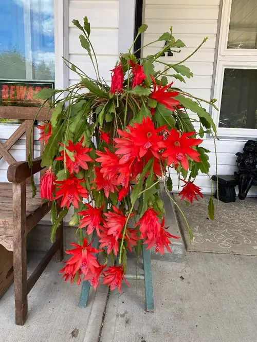 best Gorgeous Red Flowers with Succulents
