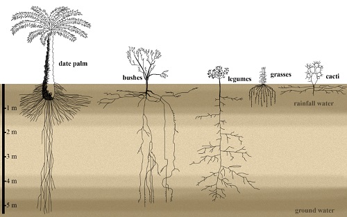 Growth of Palm Tree Roots