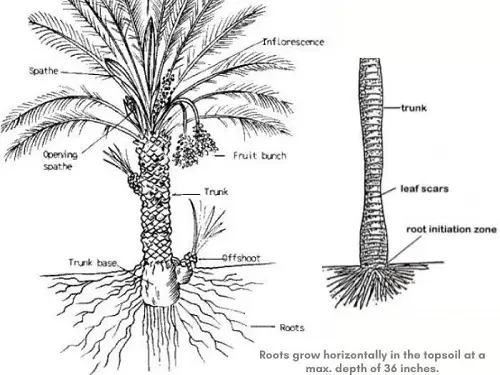 Palm Tree Root System Diagram and Information