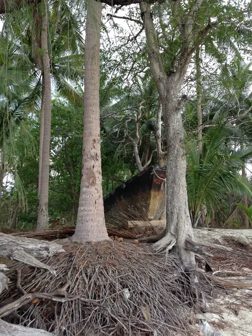 Can Palm Tree Roots Damage Cement