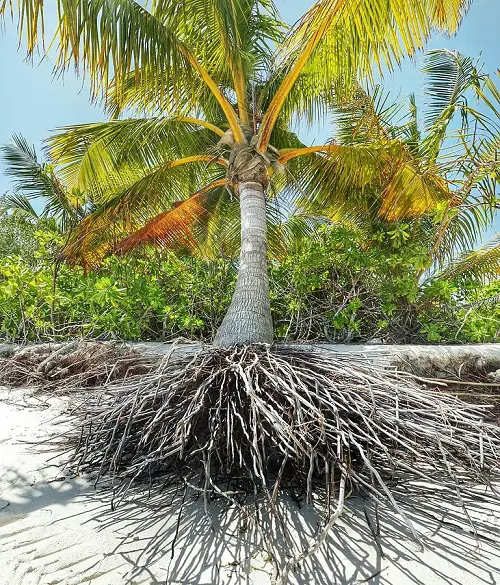 How Deep are Palm Tree Roots