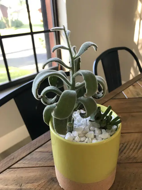 Best Indoor South Window Facing Plants