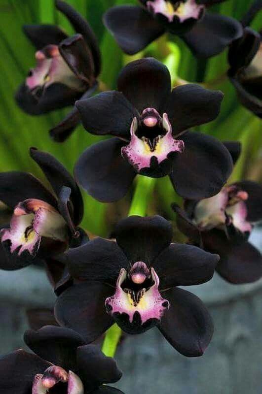 best Rare Black Orchid Flowers