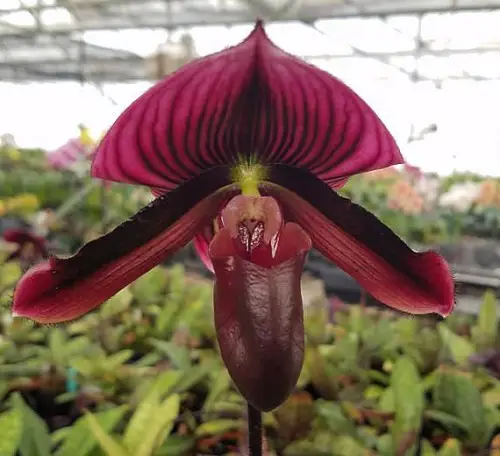 Rare Black Orchid Flowers