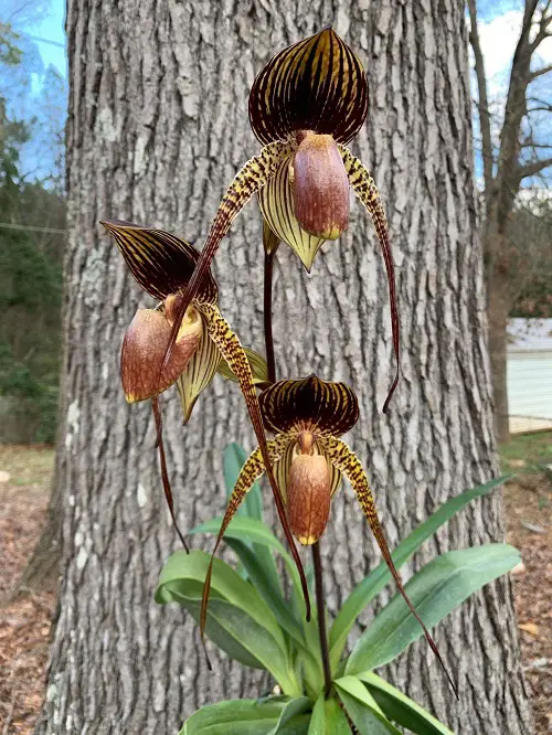 best Unique Black Orchid Blossoms