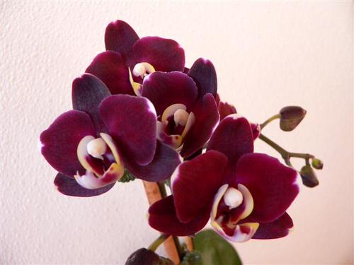 Uncommon Black Orchid Flowers