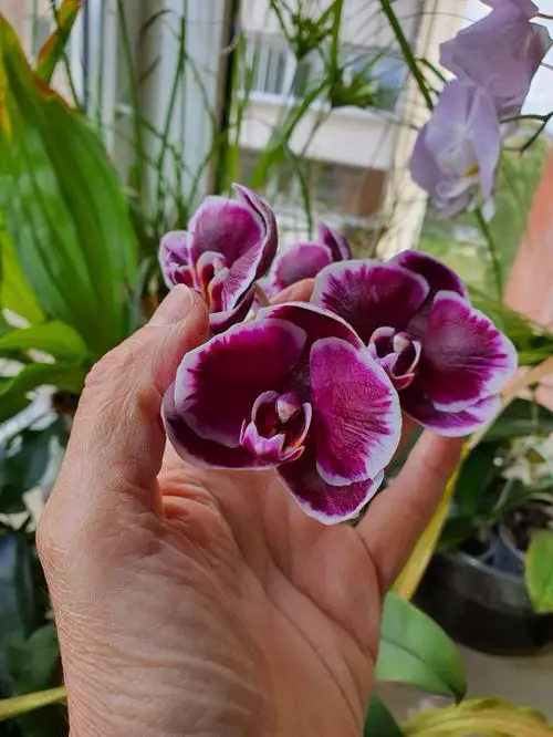 rare Black Orchid Flowers
