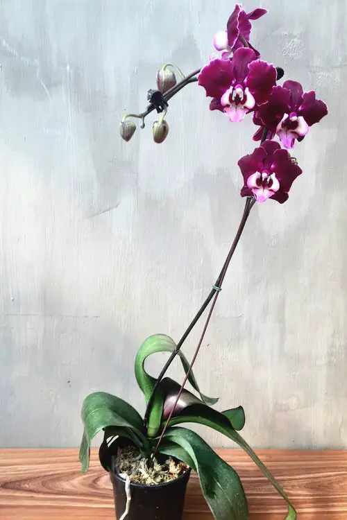 top Uncommon Black Orchid Flowers