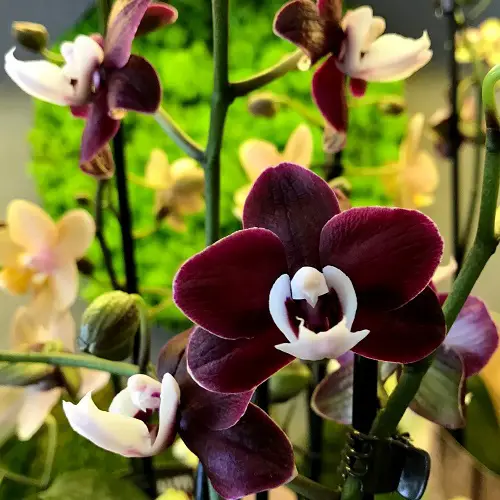 Unique Black Orchid Blossoms