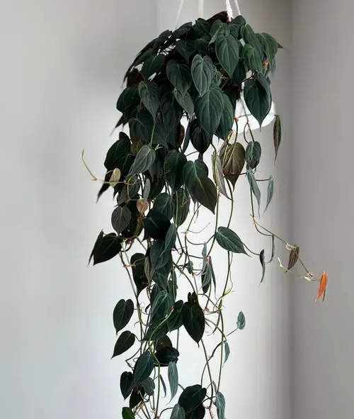 Houseplants for Basket Hangings