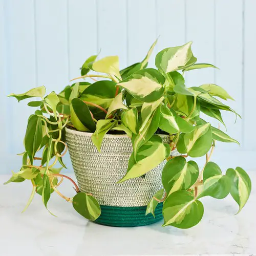 plant You Can Grow on Top of a Fridge