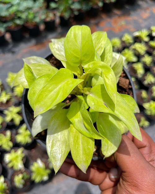 Philodendron Ceylon Care